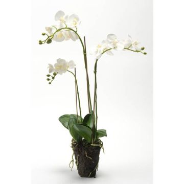 Falsa orquídea Phalaenopsis PABLA, bola de tierra, blanca, 70cm