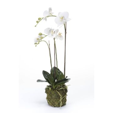 Falsa orquídea Phalaenopsis PABLA, bola de musgo, blanca, 70cm