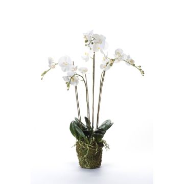 Falsa orquídea Phalaenopsis PABLA, bola de musgo, blanca, 90cm