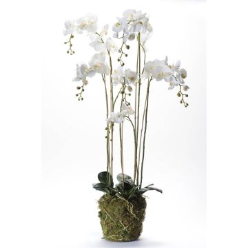 Falsa orquídea Phalaenopsis PABLA, bola de musgo, blanca, 145cm