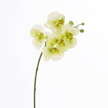 Rama textil de orquídea Phalaenopsis EMILIA, verde crema, 60cm