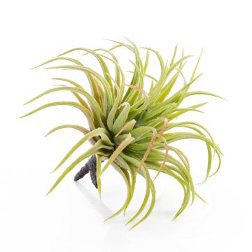 Falsa Tillandsia Rubra PENNY, con palo, verde-rojo, 12cm, Ø10cm