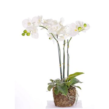 Orquídea Phalaenopsis artificial MARGIT en tierra, blanca, 65cm